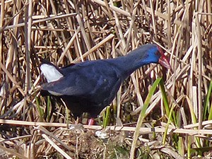Purple Swamphen - Porphyrio porphyrio © John Muddeman